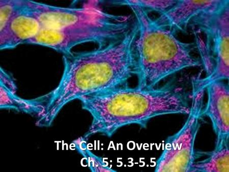 The Cell: An Overview Ch. 5;