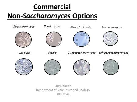 Commercial Non-Saccharomyces Options Lucy Joseph Department of Viticulture and Enology UC Davis Torulaspora MetschnikowiaHanseniaspora Candida PichiaZygosaccharomycesSchizosaccharomyces.