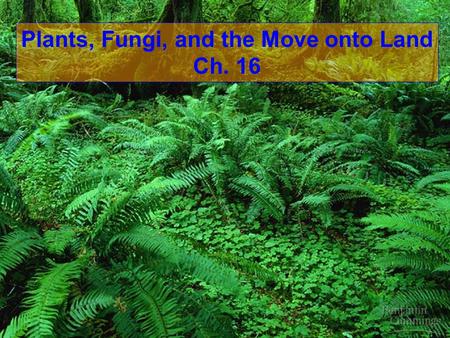 Plants, Fungi, and the Move onto Land