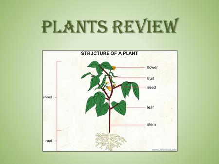 PLANTS REVIEW. Plants Review - #1 When a plant begins the process of germination, describe what it is doing. – The germinating plant is starting to sprout.