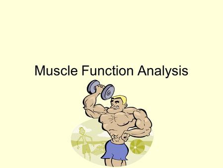 Muscle Function Analysis