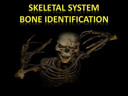 SKELETAL SYSTEM BONE Identification.