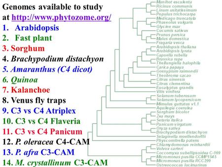 Genomes available to study at  1.Arabidopsis 2.Fast plant 3. Sorghum 4. Brachypodium distachyon 5. Amaranthus.