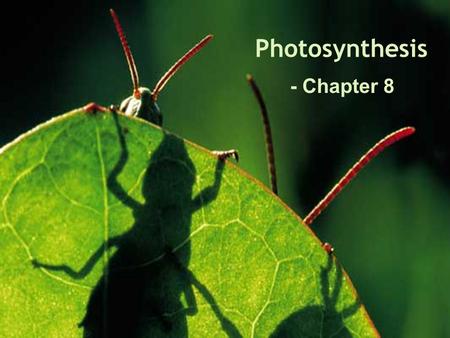 Photosynthesis - Chapter 8.