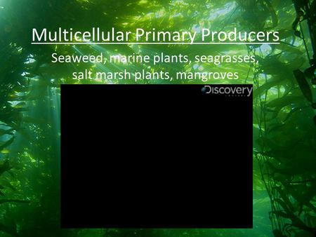 Multicellular Primary Producers