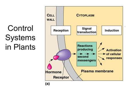 Control Systems in Plants