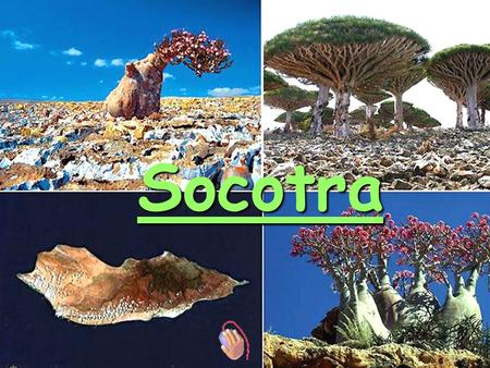 Socotra Socotra Island (sovereignty of Yemen) is located in Indian Ocean, 250 kilometers off the African shore. “Eipheba Sakhotora” in ancient Arabic.