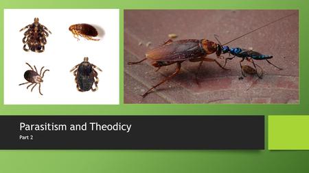 Parasitism and Theodicy Part 2. Parasitoid relationship When a parasite actually kills its host When a parasite actually kills its host.