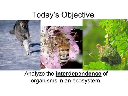 Analyze the interdependence of organisms in an ecosystem.