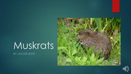 Muskrats BY JACOB LEWIS Introduction Scratch, Scratch, Scratch, Did you hear that? I think that was the sound of a muskrat. Do you know why they are.