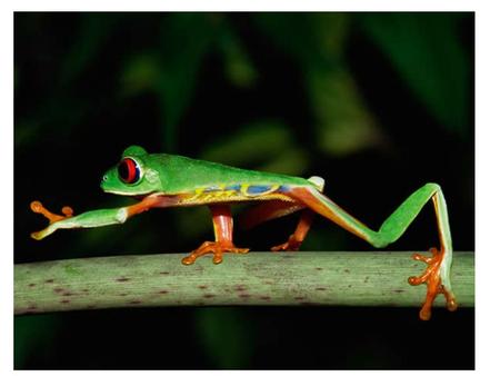 Locomotion Crawling: limbs, limbless Jumping Burrowing Climbing Aquatic Gliding.