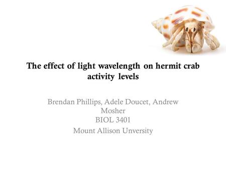 The effect of light wavelength on hermit crab activity levels