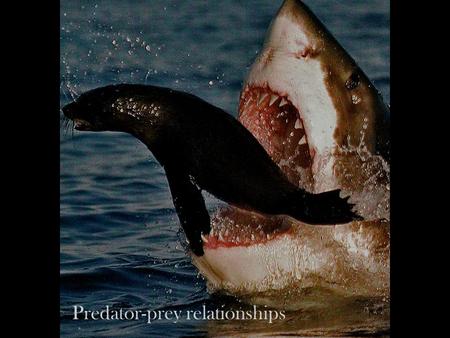 Predator-prey relationships