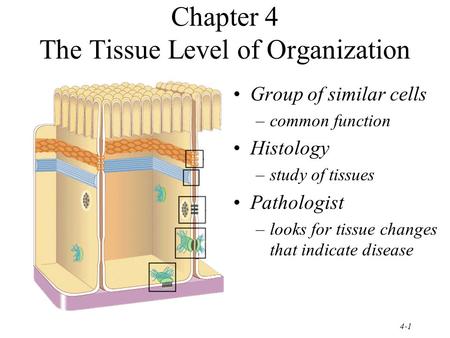 4-1 Chapter 4 The Tissue Level of Organization Group of similar cells –common function Histology –study of tissues Pathologist –looks for tissue changes.