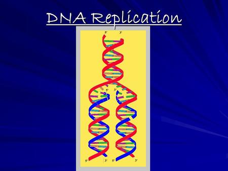 DNA Replication.  Replication = DNA copies itself exactly (Occurs within the nucleus) (Occurs within the nucleus)  Any mistake in copying = mutation.