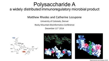 Polysaccharide A a widely distributed immunoregulatory microbial product Matthew Rhodes and Catherine Lozupone University of Colorado, Denver Rocky Mountain.