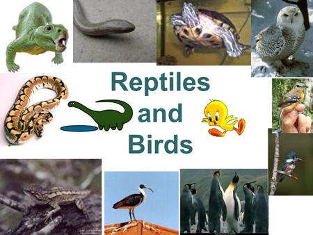 Reptiles and Birds. REPTILE FACTS first to adapt completely to land.