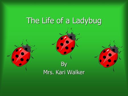 The Life of a Ladybug By Mrs. Kari Walker.