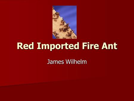 Red Imported Fire Ant Red Imported Fire Ant James Wilhelm.