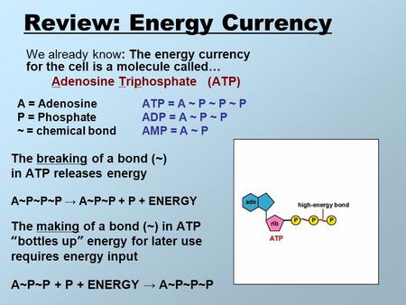 Review: Energy Currency We already know: The energy currency for the cell is a molecule called… Adenosine Triphosphate (ATP) A = Adenosine ATP = A ~ P.