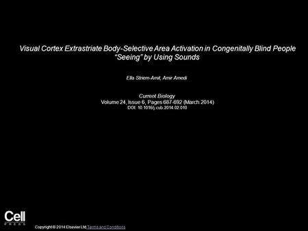 Visual Cortex Extrastriate Body-Selective Area Activation in Congenitally Blind People “Seeing” by Using Sounds Ella Striem-Amit, Amir Amedi Current Biology.