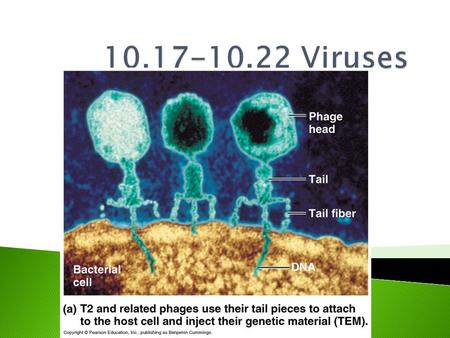  Lytic Cycle- results in lysis (breaking open) of host cell ◦ The virus turns the cell into a virus-producing factory  Lysogenic Cycle- Viral DNA.