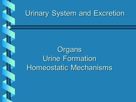 Urinary System and Excretion Organs Urine Formation Homeostatic Mechanisms.