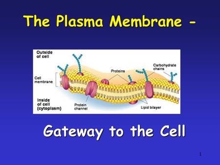 1 The Plasma Membrane The Plasma Membrane - Gateway to the Cell.