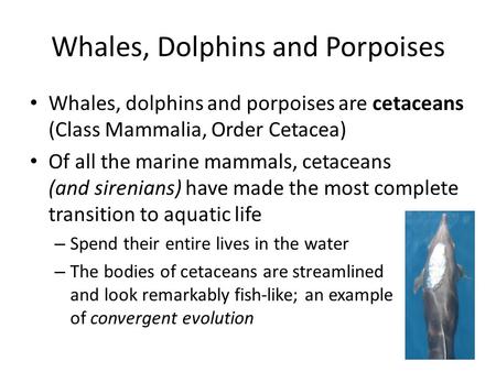 Whales, Dolphins and Porpoises