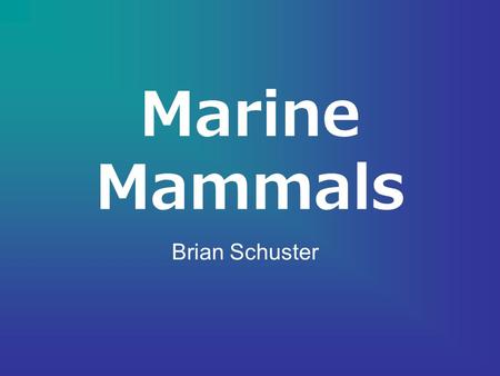 Marine Mammals Brian Schuster. Taxonomy Kingdom Animalia Phylum Chordata Subphylum Vertebrata Class Mammalia Order Cetacea – Dolphins & Whales Order Sirenia.