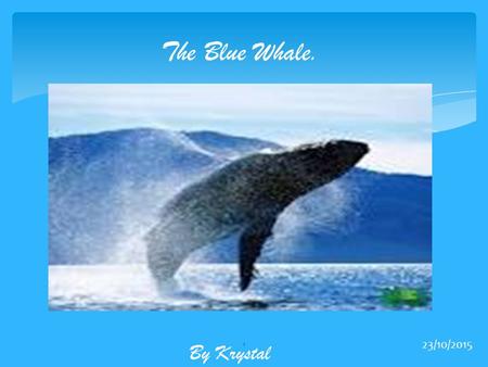 The Blue Whale. It is awesome already!!! By Krystal 24/04/2017.