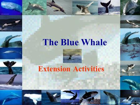 The Blue Whale Extension Activities. Main Menu Activity One: More Facts about the Blue Whale More Facts about the Blue Whale Activity Two: Sing an Eco-tune: