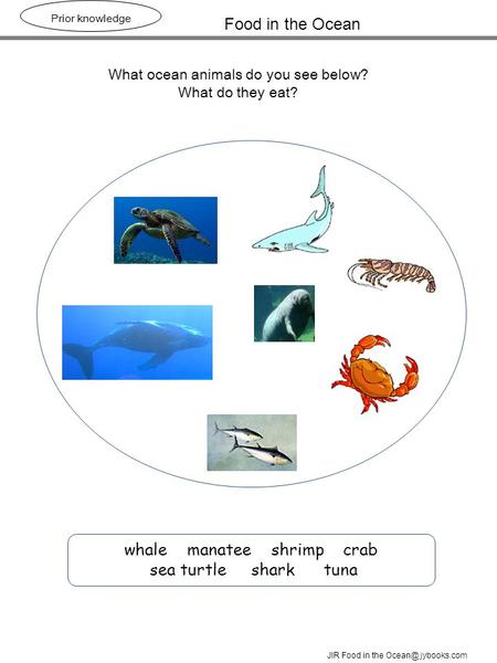 whale manatee shrimp crab sea turtle shark tuna