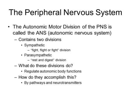 The Peripheral Nervous System The Autonomic Motor Division of the PNS is called the ANS (autonomic nervous system) –Contains two divisions Sympathetic.