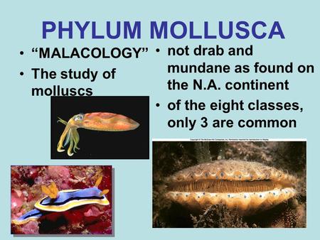 PHYLUM MOLLUSCA “MALACOLOGY” The study of molluscs not drab and mundane as found on the N.A. continent of the eight classes, only 3 are common.