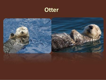 Otter. Otters are semi-aquatic (or in one case aquatic) fish-eating mammals. The otter subfamily Lutrinae forms part of the family Mustelidae, which also.