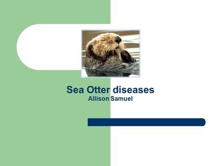 Sea Otter diseases Allison Samuel. The sea otter an endangered species once ranged from Baja California into Alaska and from Russia down into Japan. Today.