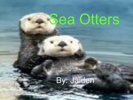 Sea Otters By: Jaiden. What Are They They are marine mammals They are a member of the weasel family They are the heaviest member of weasel family.