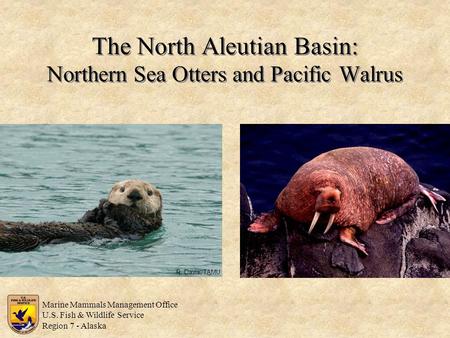 The North Aleutian Basin: Northern Sea Otters and Pacific Walrus R. Davis, TAMU Marine Mammals Management Office U.S. Fish & Wildlife Service Region 7.