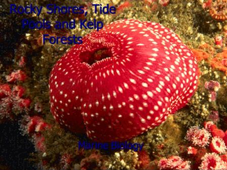 Rocky Shores, Tide Pools and Kelp Forests Marine Biology.