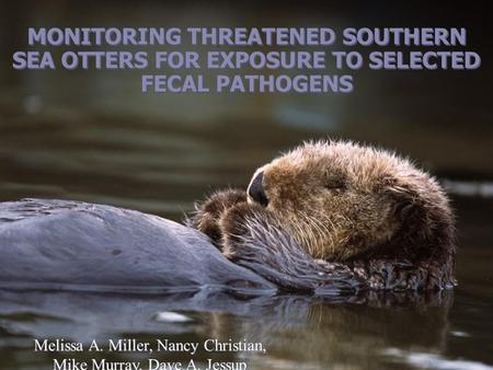 MONITORING THREATENED SOUTHERN SEA OTTERS FOR EXPOSURE TO SELECTED FECAL PATHOGENS Melissa A. Miller, Nancy Christian, Mike Murray, Dave A. Jessup Melissa.