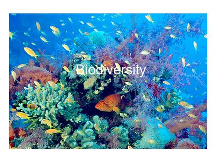 Biodiversity. Definition The number and variety of life forms including species found within a specific region as well as all the number and variety of.