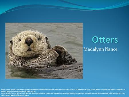 Otters Madalynn Nance https://www.google.com/search?q=sea+otters&source=lnms&tbm=isch&sa=X&ei=Ae6xUvGILeeF2AWc0YDQBA&ved=0CAcQ_AUoAQ&biw=1024&bih=666#facrc=_&imgdii=_&imgrc=QFA5D5I7bv2EmM%3A%3BQIANCF5O6-n5LM%3Bhttp%253A%252F%252Flair2000.net%252FMermaid_L