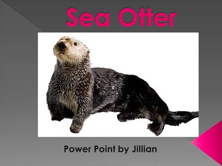 Name of animal is sea otter Scientific name enhydra lutris Sea Otters are different colors They grow up to be 100 pounds Name of animal is sea otter Scientific.