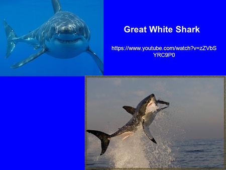 Great White Shark https://www.youtube.com/watch?v=zZVbS YRC9P0.