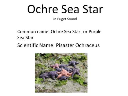 Ochre Sea Star in Puget Sound