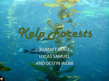 Kelp Forests BY:MATT BEALE LUCAS SAMUEL AND DESTIN WEBB.