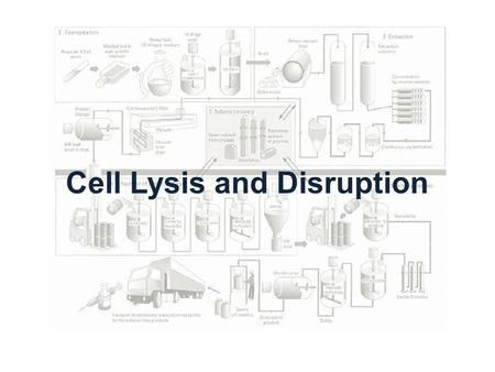 Cell Lysis and Disruption