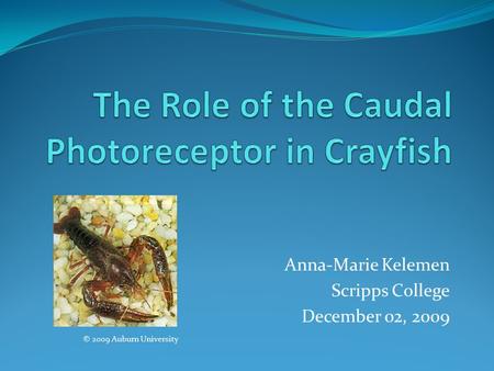 The Role of the Caudal Photoreceptor in Crayfish