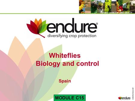 Whiteflies Biology and control